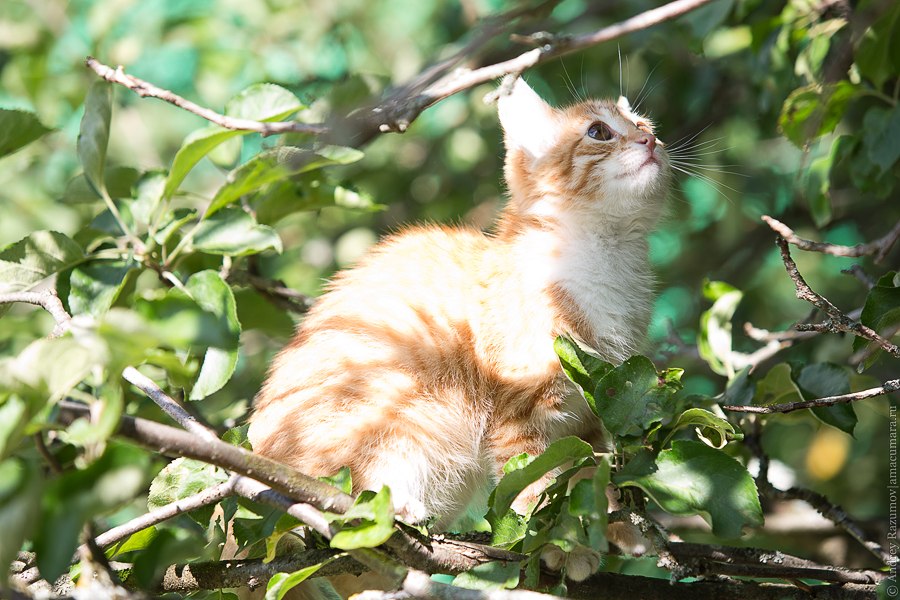 рыжий котенок на дереве