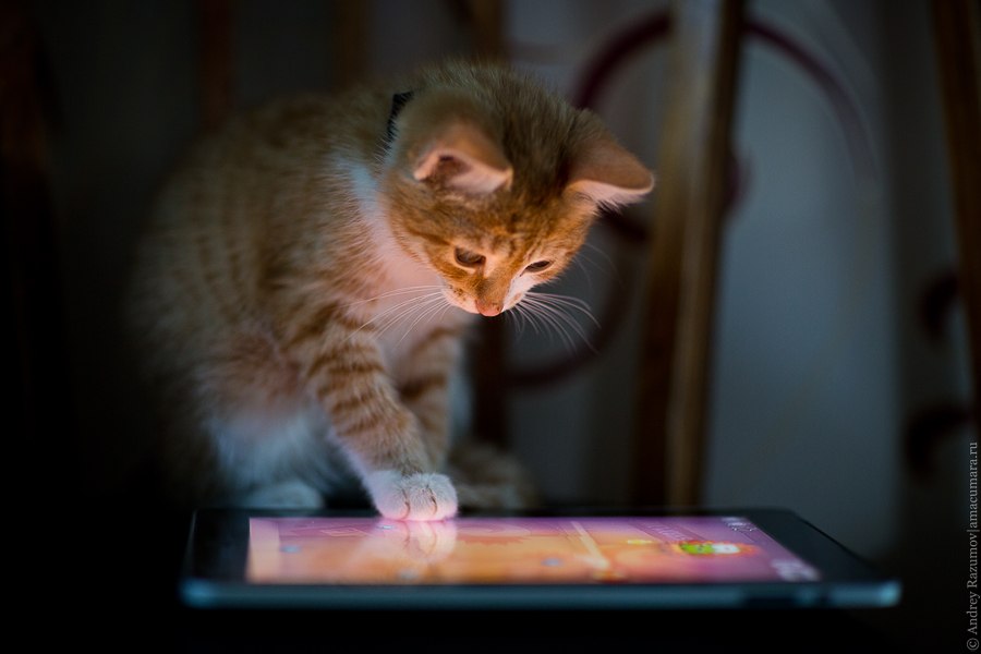 кот играет в ipad